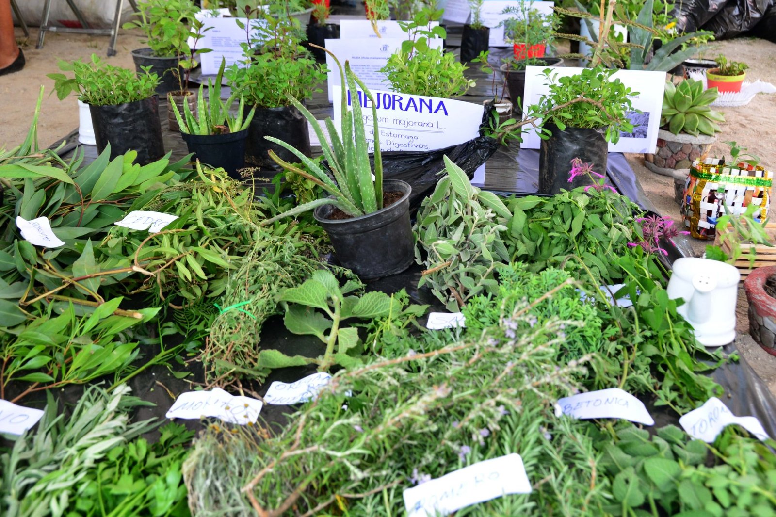 Cómo puede gestionar los recursos un niño (Con un huerto) - Cresory, image size:1600x1066